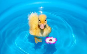 duckling-chick-flower-water-free duckling-chick-flower-water-free