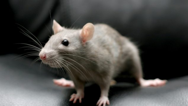 white-mouse-beautiful-picture-hd-desktop-wallpaper-1024x640 white-mouse-beautiful-picture-hd-desktop-wallpaper-1024x640